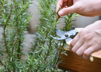 Τα βότανα του χειμερινού ηλιοστασίου