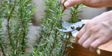 Τα βότανα του χειμερινού ηλιοστασίου