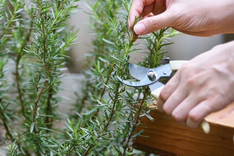 Τα βότανα του χειμερινού ηλιοστασίου
