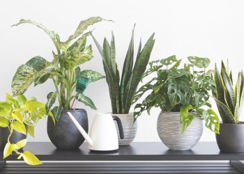 Έξι φυτά που ευδοκιμούν σε σκοτεινούς χώρους