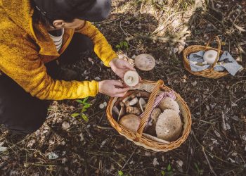 μάζεμα μανιταριών