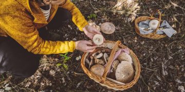 μάζεμα μανιταριών