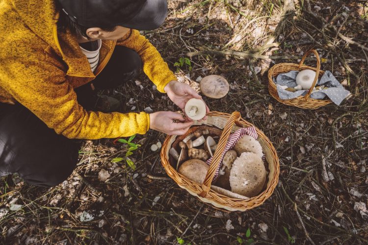 μάζεμα μανιταριών