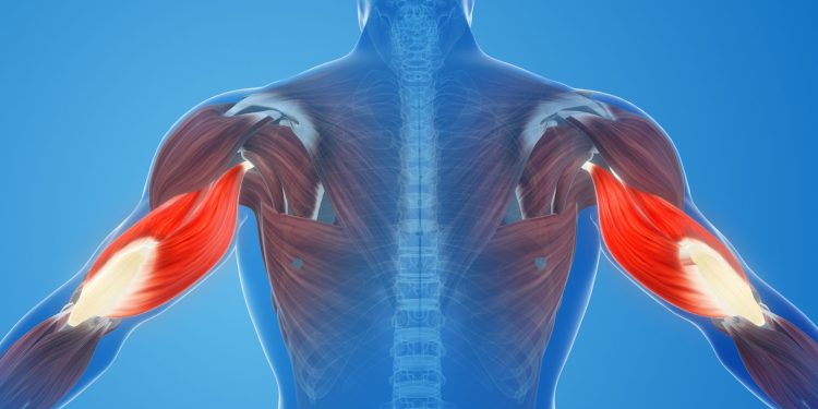 Νέα μελέτη λύνει το μυστήριο του μυικού πόνου