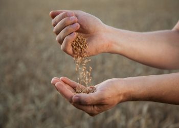 Ταπεινά τρόφιμα που δεν χρειάζονται superfood ετικέτα