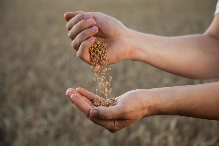 Ταπεινά τρόφιμα που δεν χρειάζονται superfood ετικέτα