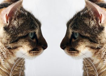 Κλωνοποίηση κατοικιδίου: Σε ποιες χώρες γίνεται και ποιες είναι οι προϋποθέσεις