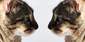 Κλωνοποίηση κατοικιδίου: Σε ποιες χώρες γίνεται και ποιες είναι οι προϋποθέσεις