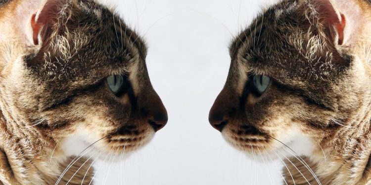 Κλωνοποίηση κατοικιδίου: Σε ποιες χώρες γίνεται και ποιες είναι οι προϋποθέσεις