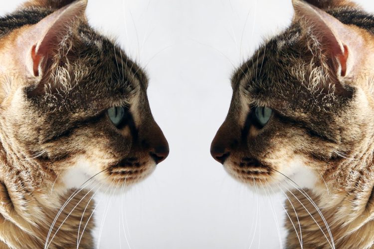 Κλωνοποίηση κατοικιδίου: Σε ποιες χώρες γίνεται και ποιες είναι οι προϋποθέσεις