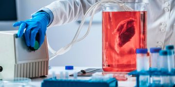 Όργανα στο εργαστήριο: Πόσο κοντά είμαστε στο τέλος των μεταμοσχεύσεων;