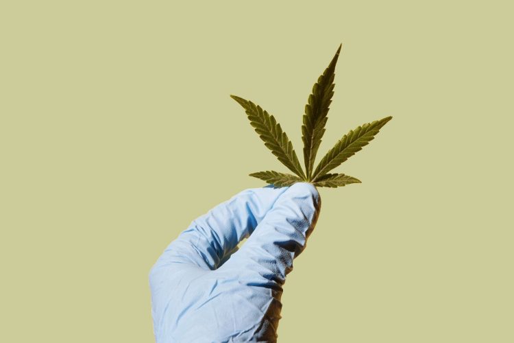 Κάνναβη και μνήμη: Μπορεί να θυμόμαστε πράγματα που… δεν συνέβησαν;