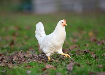 «Μέντιουμ» κότα προβλέπει το μέλλον; Το viral φαινόμενο που διχάζει το internet