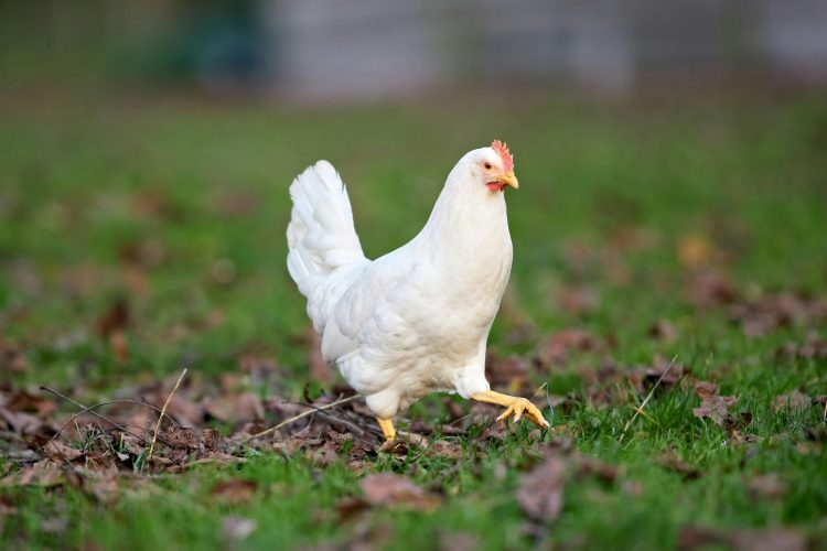 «Μέντιουμ» κότα προβλέπει το μέλλον; Το viral φαινόμενο που διχάζει το internet