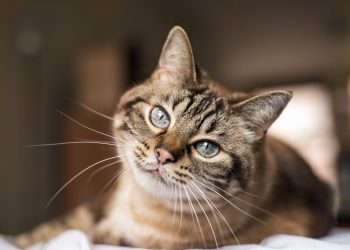 Νέα επαναστατική θεραπεία σώζει τις γάτες από την νεφρική ανεπάρκεια