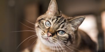 Νέα επαναστατική θεραπεία σώζει τις γάτες από την νεφρική ανεπάρκεια