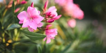 Ο πόλεμος για τις πικροδάφνες