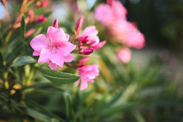Ο πόλεμος για τις πικροδάφνες