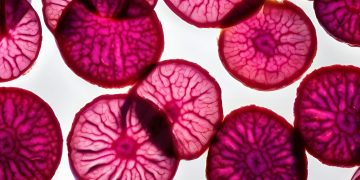 Παντζάρι: Το ταπεινό λαχανικό που ενισχύει την αντοχή και προστατεύει την καρδιά