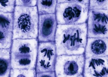 Πώς τα καρκινικά κύτταρα «ξεγελούν» τα φάρμακα — και πώς ίσως τα νικήσουμε