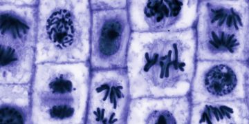 Πώς τα καρκινικά κύτταρα «ξεγελούν» τα φάρμακα — και πώς ίσως τα νικήσουμε