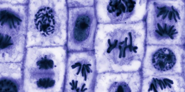 Πώς τα καρκινικά κύτταρα «ξεγελούν» τα φάρμακα — και πώς ίσως τα νικήσουμε