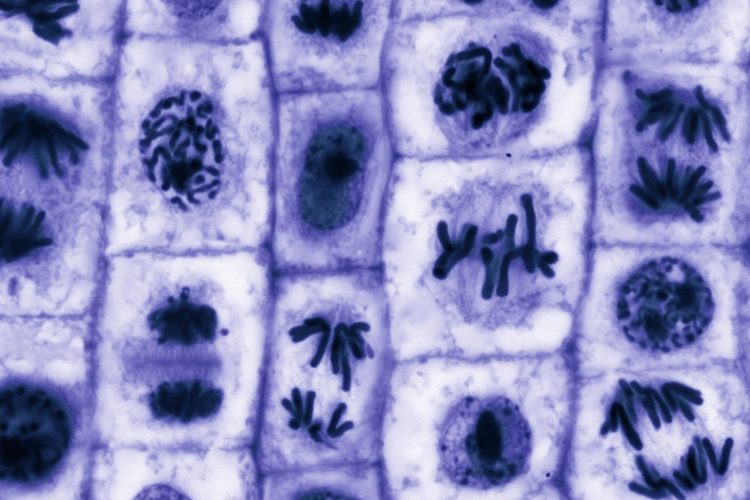 Πώς τα καρκινικά κύτταρα «ξεγελούν» τα φάρμακα — και πώς ίσως τα νικήσουμε