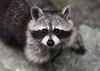 Ρακούν εισέβαλε σε μαγαζί, μέθυσε και… λιποθύμησε μπροστά στις κάμερες