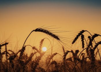 Συναγερμός ΟΗΕ για καύσωνες