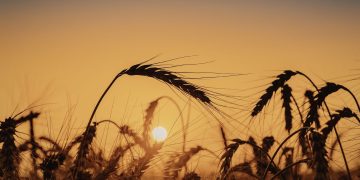 Συναγερμός ΟΗΕ για καύσωνες