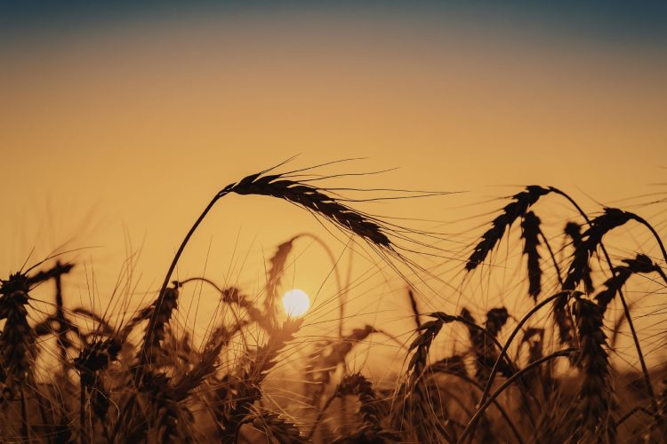 Συναγερμός ΟΗΕ για καύσωνες